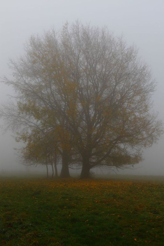 zBrume d'automne.jpg